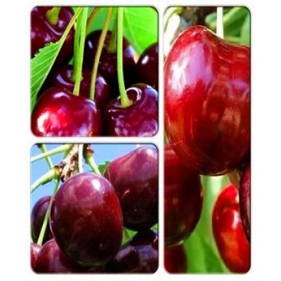 Черешня > коллекция из 3-х сортов: Черешня Биг стар => Черешня Гермередорфская => Черешня Простор Черешня > коллекция из 3-х сортов: Черешня Биг стар => Черешня Гермередорфская => Черешня Простор