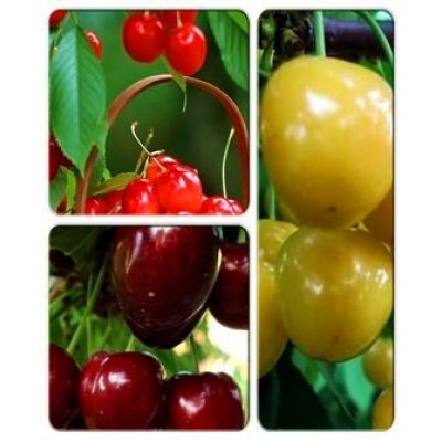 Черешня > коллекция из 3-х сортов: Черешня Желточек => Черешня Самба => Черешня Аэлита Черешня > коллекция из 3-х сортов: Черешня Желточек => Черешня Самба => Черешня Аэлита