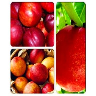 Нектарин > коллекция из 3-х сортов: Нектарин Старк Делишес => Нектарин Супер Квин => Нектарин Флейвор Топ Нектарин > коллекция из 3-х сортов: Нектарин Старк Делишес => Нектарин Супер Квин => Нектарин Флейвор Топ