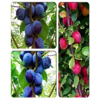 Слива колоновидная > коллекция из 3-х сортов: Слива колоновидная Алыча => Слива колоновидная Анже => Слива колоновидная Блю свит Слива колоновидная > коллекция из 3-х сортов: Слива колоновидная Алыча => Слива колоновидная Анже => Слива колоновидная Блю свит