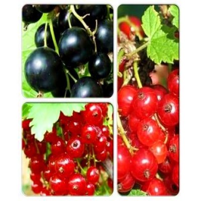 Смородина > коллекция из 3-х сортов: Смородина красная Ненаглядная => Смородина красная Колье Нориты => Смородина черная Тайна Джони Смородина > коллекция из 3-х сортов: Смородина красная Ненаглядная => Смородина красная Колье Нориты => Смородина черная Тайна Джони