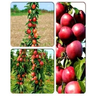 Яблоня колоновидная > коллекция из 3-х сортов: Яблоня колоновидная Легенда => Яблоня колоновидная Патриот => Яблоня колоновидная Элита Яблоня колоновидная > коллекция из 3-х сортов: Яблоня колоновидная Легенда => Яблоня колоновидная Патриот => Яблоня колоновидная Элита