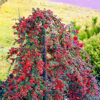 Саженец Кизильника "Корал Бьюти" Саженец Кизильника "Корал Бьюти"