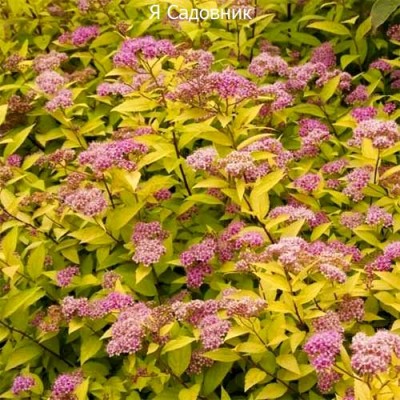 Саженец Спиреи "Голдмаунд" Саженец Спиреи "Голдмаунд"