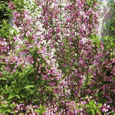 Саженец Вейгела "Боскоп Глори" Саженец Вейгела "Боскоп Глори"