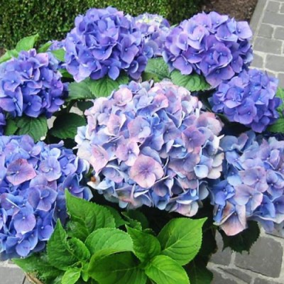 Саженец Гортензии крупнолистная "Блауэр цверг"