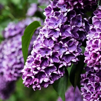 Саженец Сирени "Жильбер" Саженец Сирени "Жильбер"