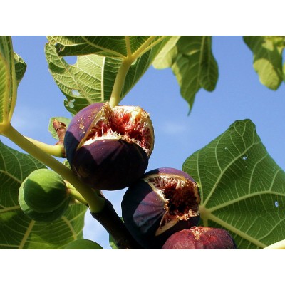 Саженец инжира "Блэк Джек" Саженец инжира "Блэк Джек"