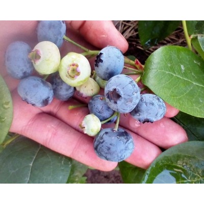 Саженец Голубики "Торо" Саженец Голубики "Торо"