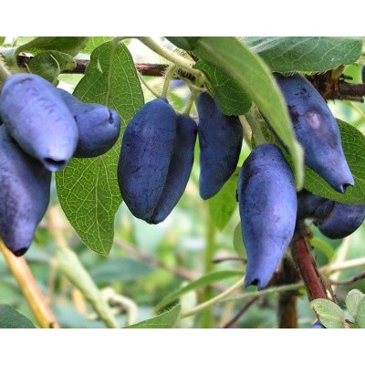 Саженец Жимолости "Камчадалка" Саженец Жимолости "Камчадалка"