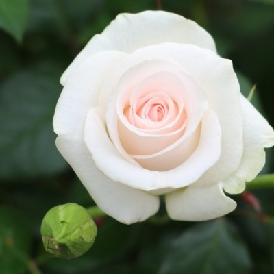 Саженец Чайно-Гибридных Роз "Акито" Саженец Чайно-Гибридных Роз "Акито"