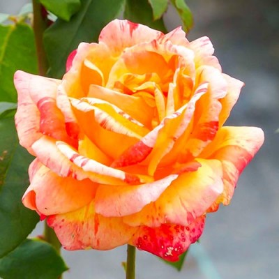 Саженец Чайно-Гибридных Роз "Андре Виллемс" Саженец Чайно-Гибридных Роз "Андре Виллемс"