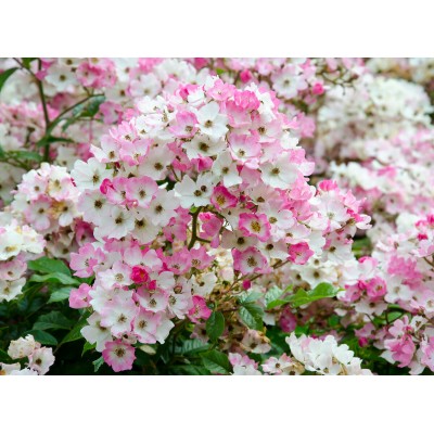 Саженец Почвопокровных Роз "Балерина" Саженец Почвопокровных Роз "Балерина"