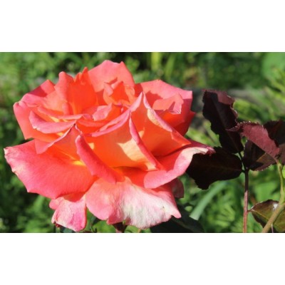 Саженец Плетистых Роз "Вестерленд" Саженец Плетистых Роз "Вестерленд"