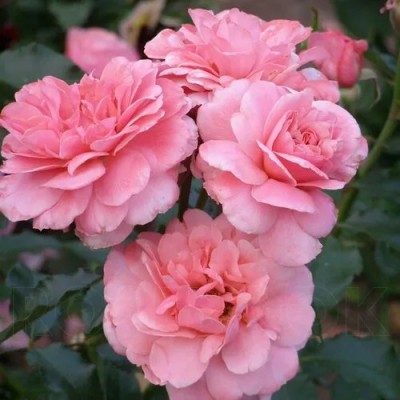 Саженец Роз Флорибунда "Боттичелли" Саженец Роз Флорибунда "Боттичелли"