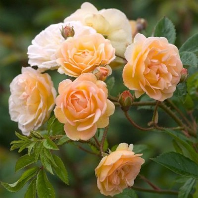 Саженец Плетистых Роз "Гислен де Фелигонд" Саженец Плетистых Роз "Гислен де Фелигонд"