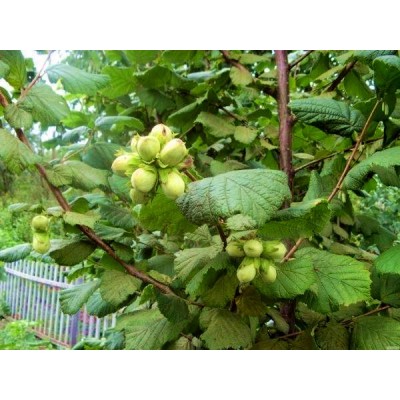 Саженец фундука "Танго" Саженец фундука "Танго"