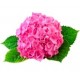 Саженцы Гортензии от питомника в Чайковском
