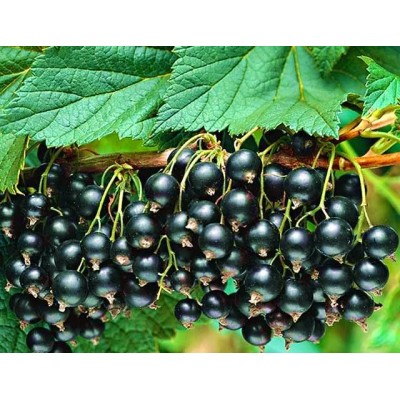 Саженец смородины черной "Тайна Джони" Саженец смородины черной "Тайна Джони"