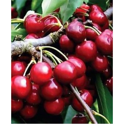 Саженец черешни "Аншлаг" Саженец черешни "Аншлаг"
