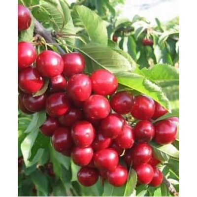 Саженец черешни "Изюмная" Саженец черешни "Изюмная"