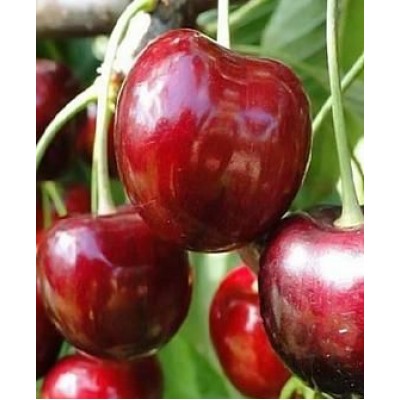 Саженец черешни "Простор" Саженец черешни "Простор"