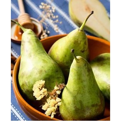 Саженец груши "Бере Дюрандо" Саженец груши "Бере Дюрандо"