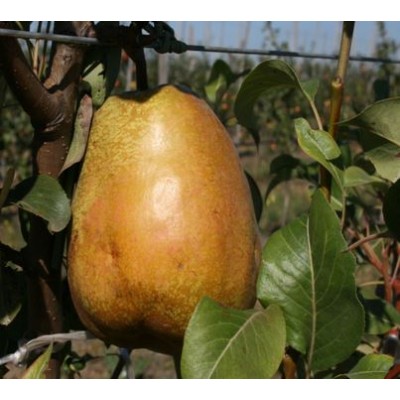 Саженец груши "Говерла" Саженец груши "Говерла"