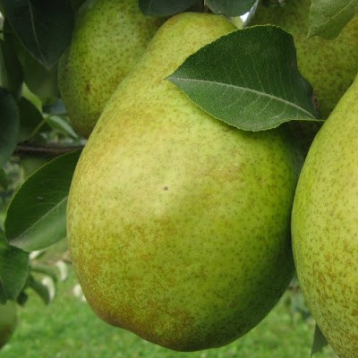Саженец груши "Выставочная" Саженец груши "Выставочная"