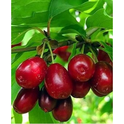 Саженец кизила "Семен" Саженец кизила "Семен"