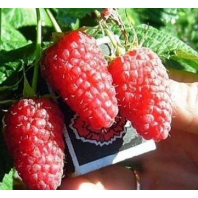 Саженец малинового дерева "Столешник" Саженец малинового дерева "Столешник"