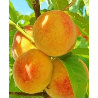 Саженец персика "Еллоу Пинч" Саженец персика "Еллоу Пинч"