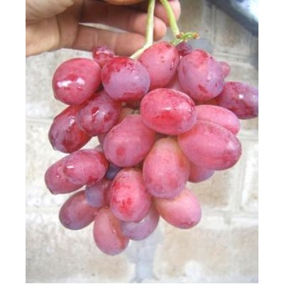 Саженец винограда "Магистр" Саженец винограда "Магистр"