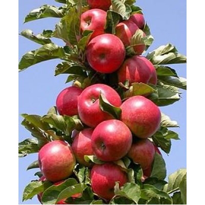 Саженец яблони колоновидной "Баргузин" Саженец яблони колоновидной "Баргузин"