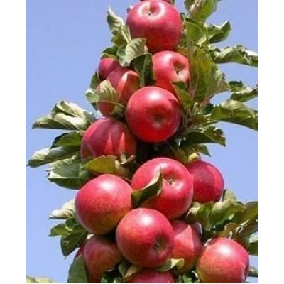 Саженец яблони колоновидной "Джин" Саженец яблони колоновидной "Джин"